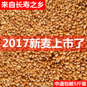 苗草种子 新带皮小麦粒麦子农家自产磨面煮粥麦芽钓鱼鱼饵饲料5斤