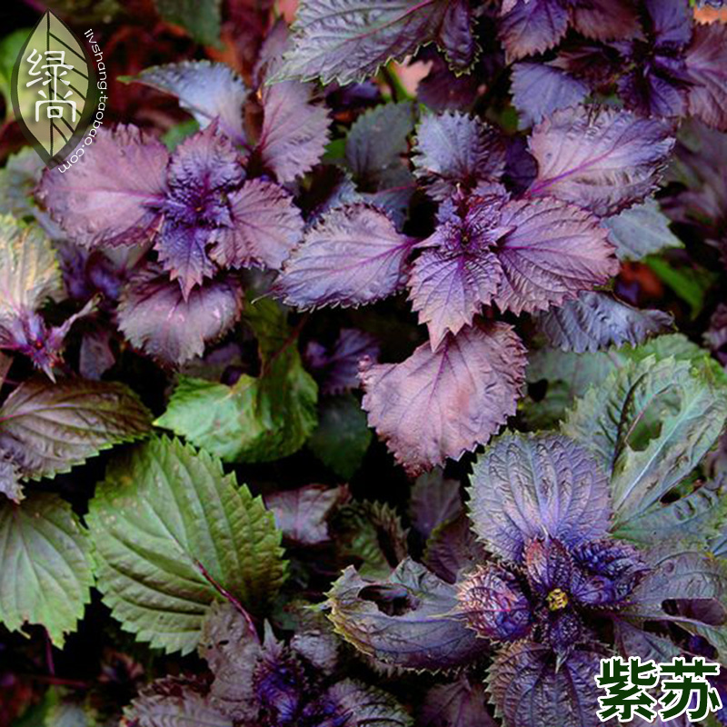 紫苏种子50粒装 食用香草 香料 四季播种庭院阳台盆栽蔬菜种子