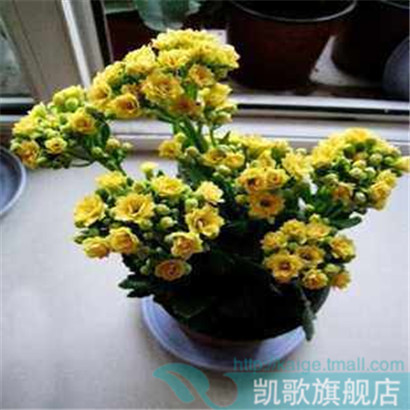 【草地长寿花苗】室内绿植花卉  长寿花盆栽  防辐射除甲醛