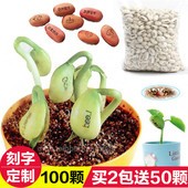 创意迷你植物带字有字豆 定制长字豆小盆栽 神奇刻字爱情魔豆种子