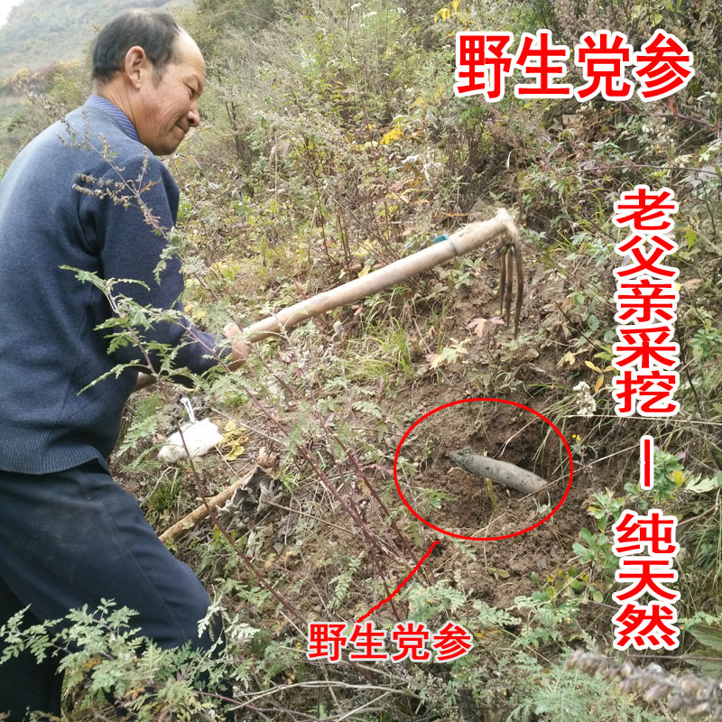 纯天然中药材野生党参批发野生党参切片党参泡酒党参段特价包邮
