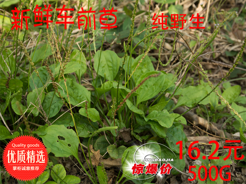广西容县 新鲜野生车前草车轮菜龟兔粮新鲜现摘现挖