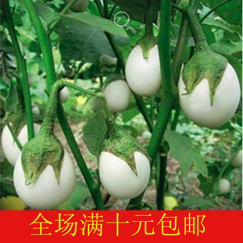 正品[巴西蜂胶滴剂]巴西蜂胶滴剂怎么吃评测 巴