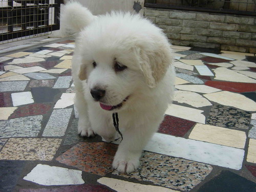 出售纯种大型犬活体宠物狗狗 大白熊白色巨型犬白熊幼犬 可签协议