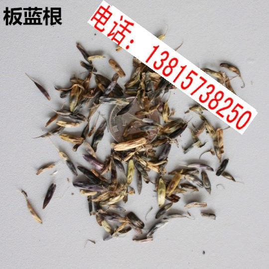 中药材种子 板蓝根种子 纯新籽大青叶蓝靛青药食兼用 亩播3公斤