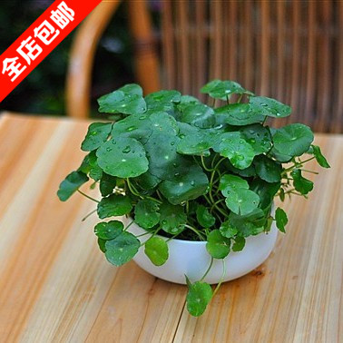 包邮铜钱草水培植物盆栽 室内金钱草水培绿植盆景防辐射净化空气