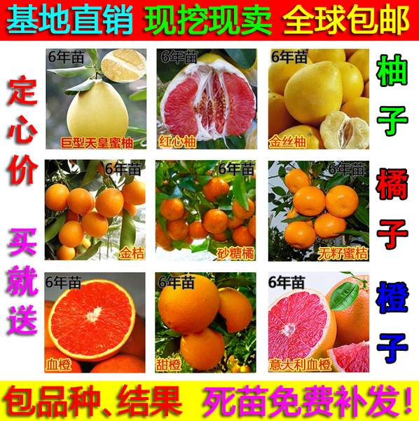 热销果树 果树苗嫁接橘子树苗盆栽柚子苗沙糖