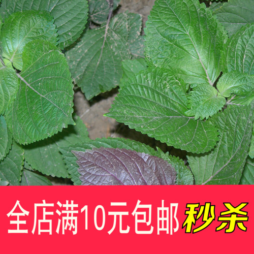 特色菜紫苏种子 春季四季阳台盆栽蔬菜种子包邮 野菜紫苏子种子