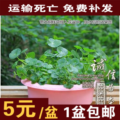 铜钱草 水培土培金钱草根茎 室内外盆栽 一件包邮养不活免费补苗