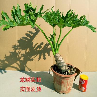 春羽 龙鳞杆 植物室内外观叶绿植小天使蔓绿绒盆栽净化空气 春雨