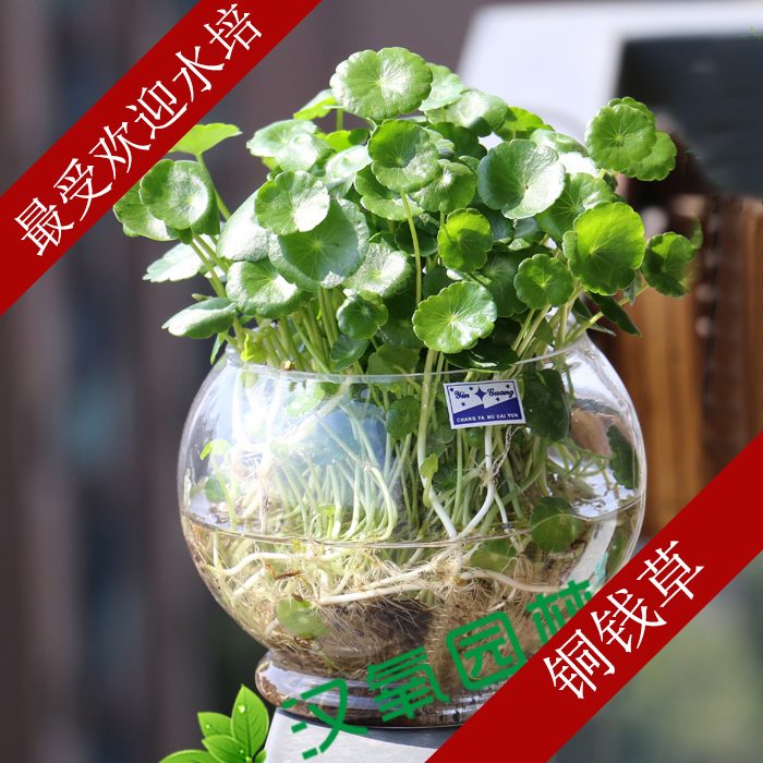 铜钱草 水培铜钱草玻璃瓶套装 金钱草水养绿色植物绿植受欢迎水草