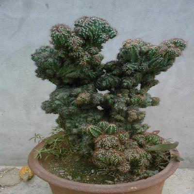 包邮 仙人山虎头罗汉山影拳 仙人掌 多肉植物 虎头山影 盆栽花卉