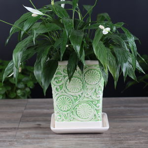 【高花盆图片】高花盆图片大全