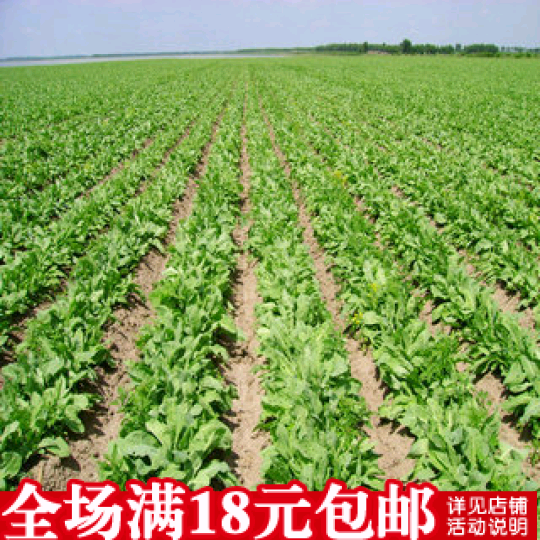 板蓝根种子 大青叶种子 中药种子 花园 阳台种植新种 量大优惠