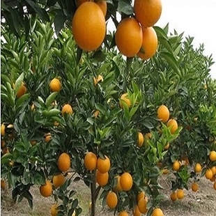  ľԵ 統 Ѫ Ϸֲ
