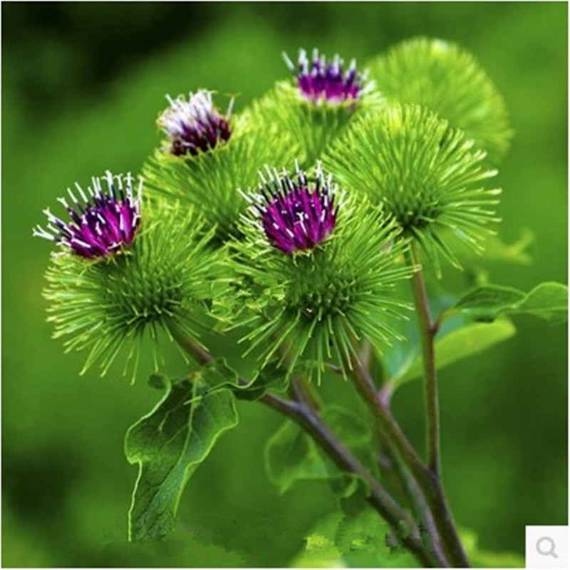 牛蒡子保健种子 纯野生药用特菜 野生中草药种子