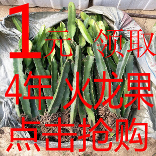 果树苗盆栽种植红心火龙果苗火龙果种苗当年结果白心火龙果红肉