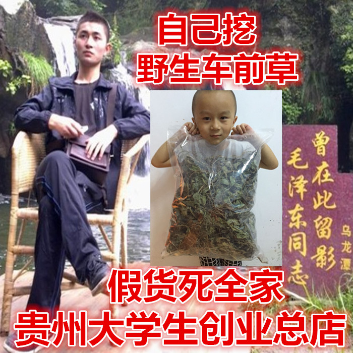 贵州野生店主自挖干整棵车前草500G 整棵干车前草 野生车前草