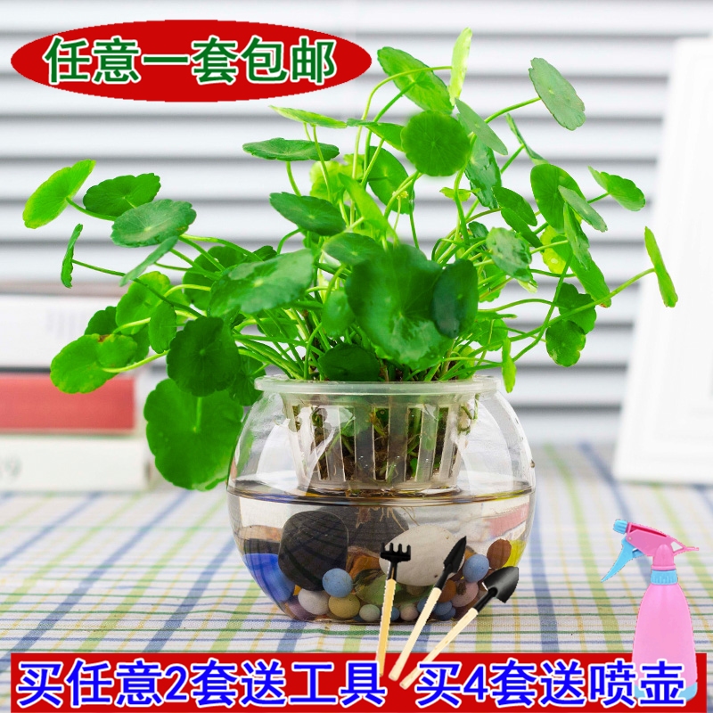 铜钱草金钱草水培植物室内盆栽花卉绿植盆景防辐射净化空气绿萝