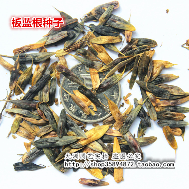 板蓝根种子 板兰根种子 中药材植物种子20元一斤