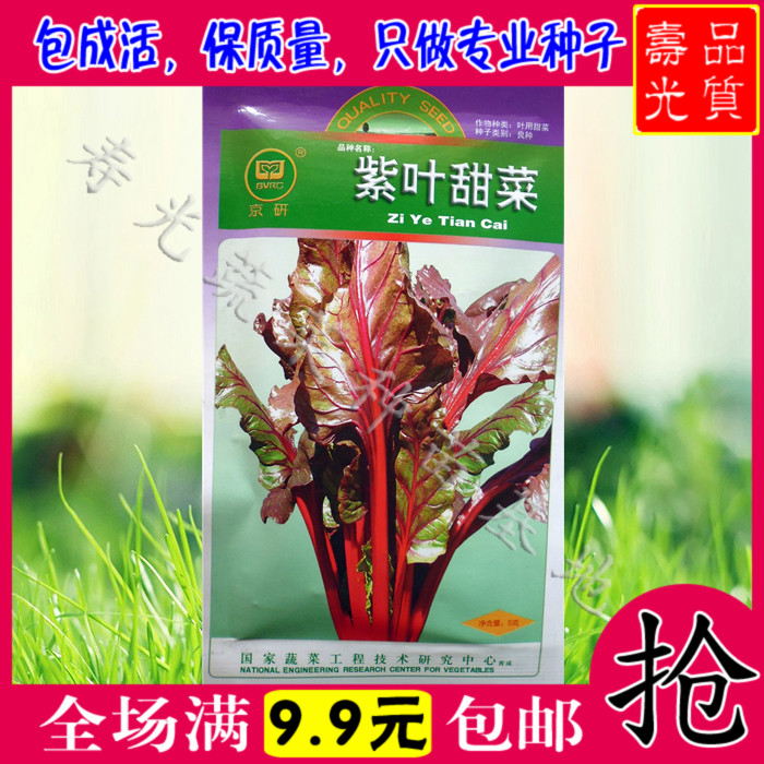【保健特菜】紫叶甜菜种子 红梗菜补血奇效 甜脆爽口可盆栽蔬菜籽