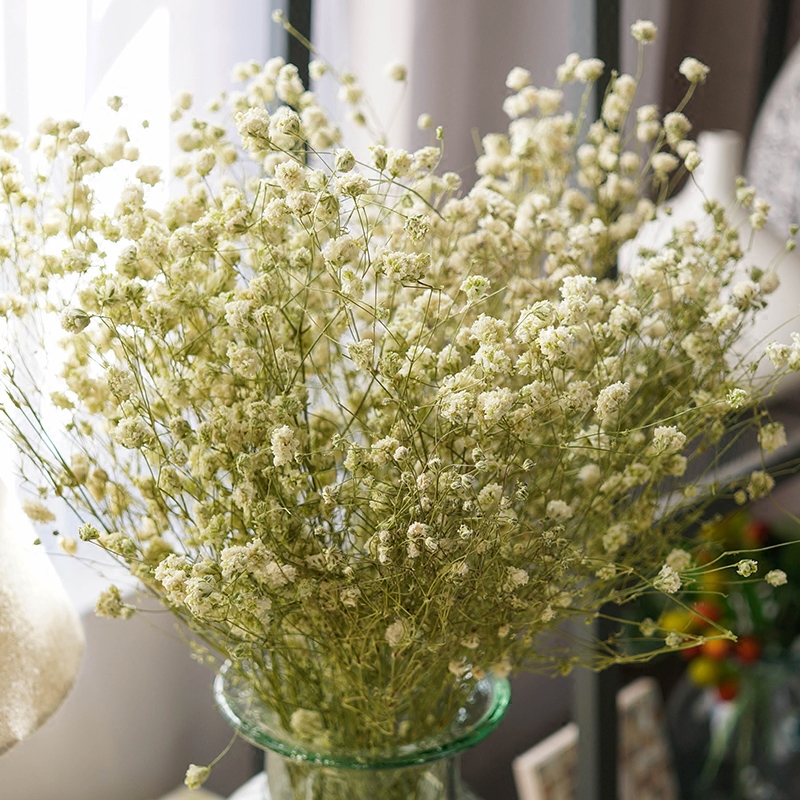 绿根茎满天星干花 永生花 天然鲜花风干干花白色满天星插花花材