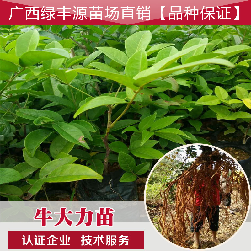 牛大力苗种子薯人参药材苗金牛尾钻地风猪脚笠金钟根山莲藕保健药
