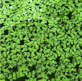 正品[小浮萍]小浮萍怎么养评测 浮萍是什么意思