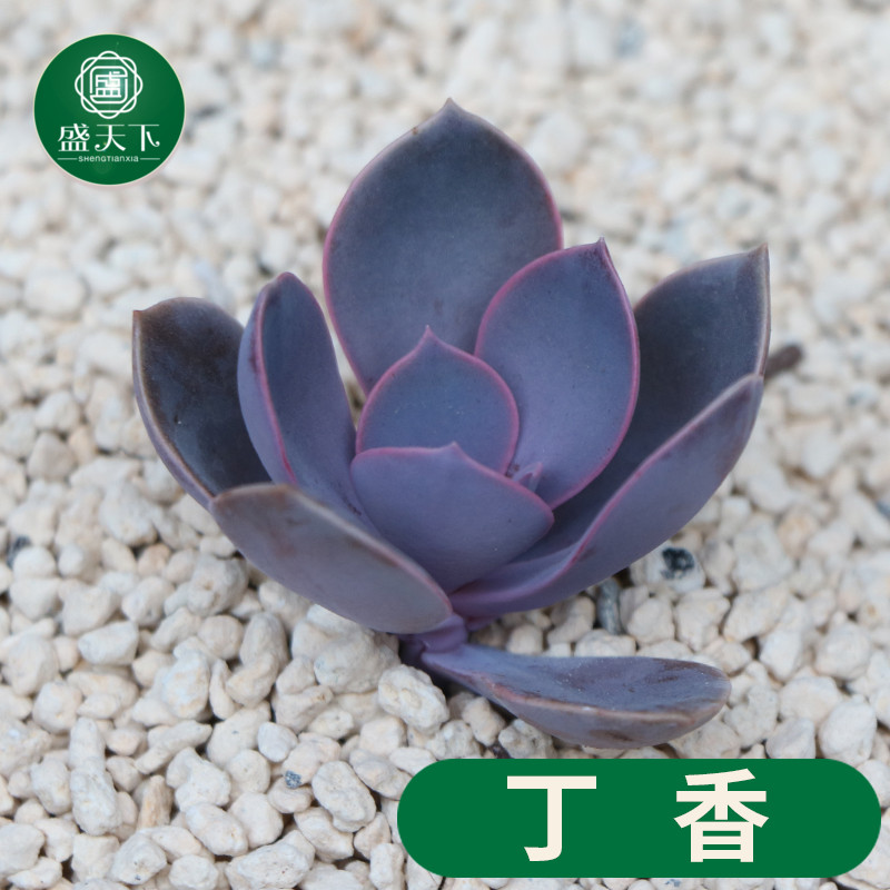 多肉植物 丁香 盆栽绿植花卉盆花组合多肉办公室盆景J