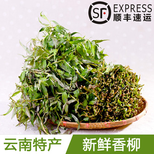 顺丰包邮野生蔬菜香柳750g 特色菜调味菜鲜品生菜新鲜蔬菜山野菜