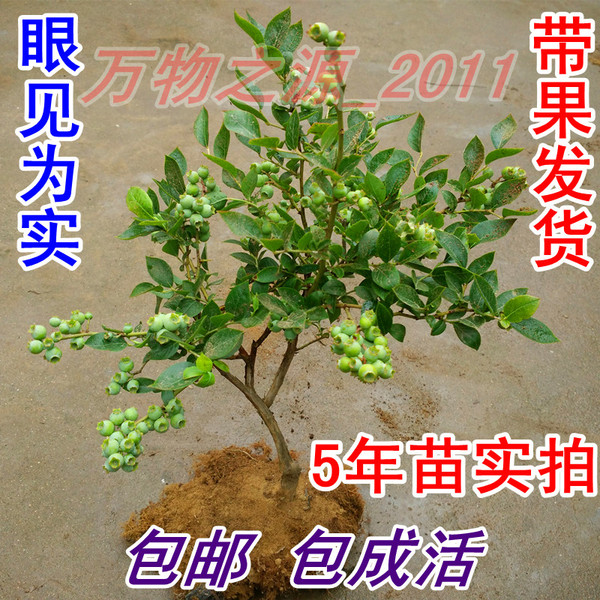 热销果树 盆栽蓝莓苗带果 当年结果南方北方蓝