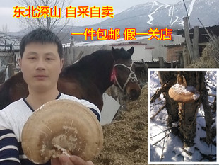 灵芝 野生白灵芝 东北白灵芝片 桦剥管孔菌 桦滴孔菌 一件包邮