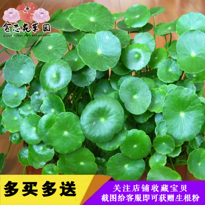 盆栽铜钱草金钱草水培土培植物花卉室内室外植物铜钱草花种子根茎