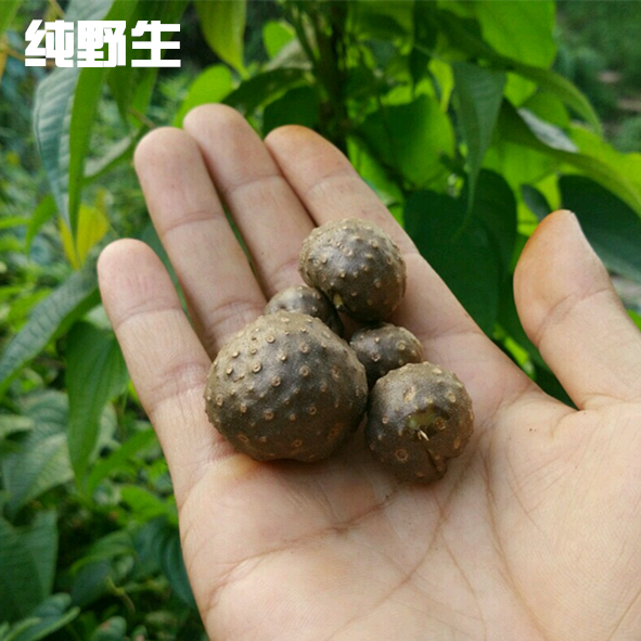 黄独种子 黄独胚球苗 黄药子 零余子薯蓣,雷公薯金线吊爬藤植物