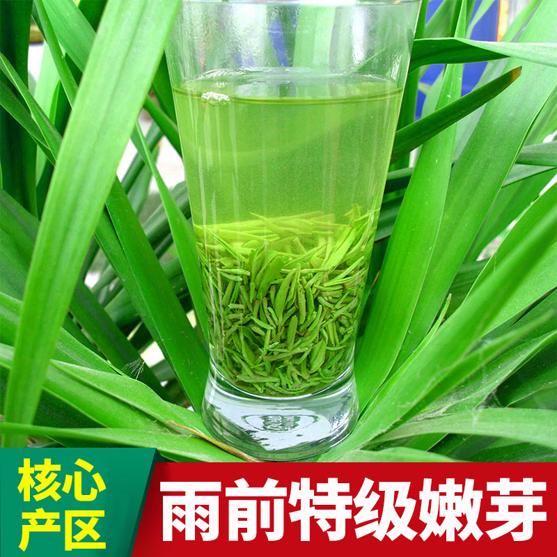2016新茶叶信阳毛尖绿茶 雨前特级嫩芽高山云雾春茶 自产自销500g
