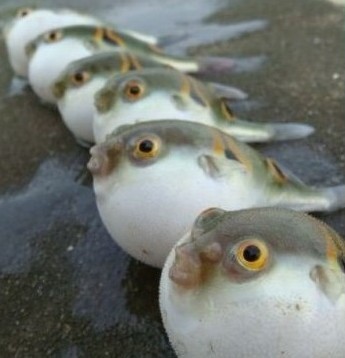 小调水族弓斑东方河豚绿河豚巧克力娃娃河豚鱼眼镜娃娃潜水艇