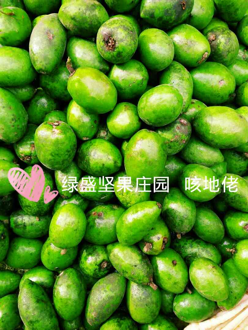 云南德宏腾冲特产新鲜野生野果 克地佬 诃子 咳地佬 500g 中药材