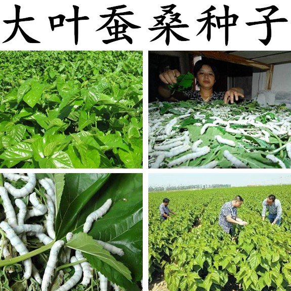 新桑树种子批发 大叶桑树净籽桑葚种子 蚕桑果桑 桑叶可做蚕饲料