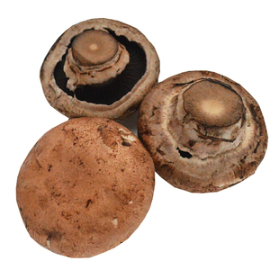 新鲜大褐菇 新鲜大牛排菇 波多黎各菌 8到10厘米 只发北京