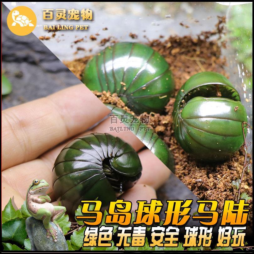 球形马陆 另类宠物马岛马陆活体 爬虫活体千足虫 吃瓜果蔬菜素食