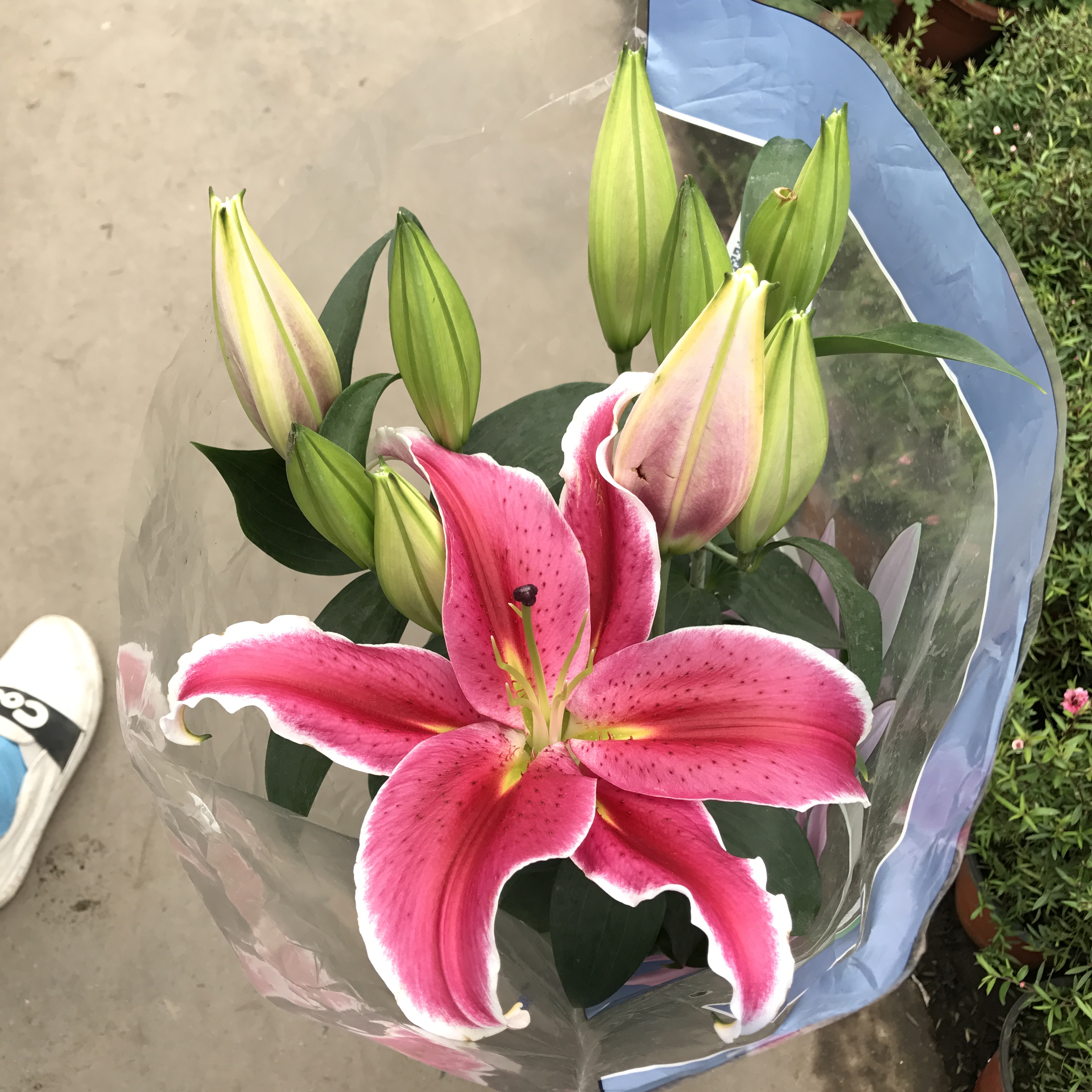 香水百合盆栽 百合花盆栽带花发货 香水百合大苗带花苞 1盆包邮