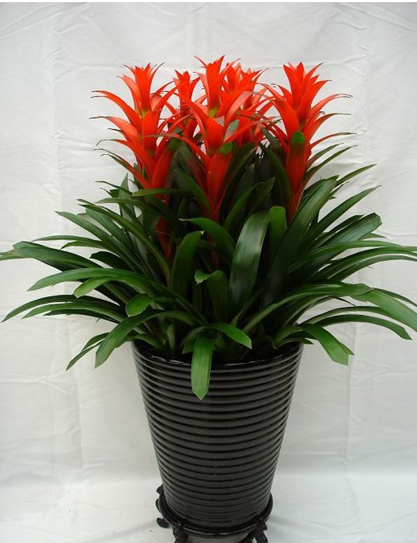 正品[鸿运当头十字绣印花图]十字绣图案鸿运当