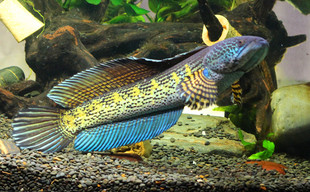特价黄金眼镜蛇雷龙鱼热带鱼观赏鱼水族宠物活体野生淡水鱼大型鱼