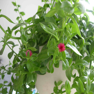 高档净化空气植物牡丹吊兰 吊兰盆栽 穿心莲 龙吐珠牡丹吊兰花