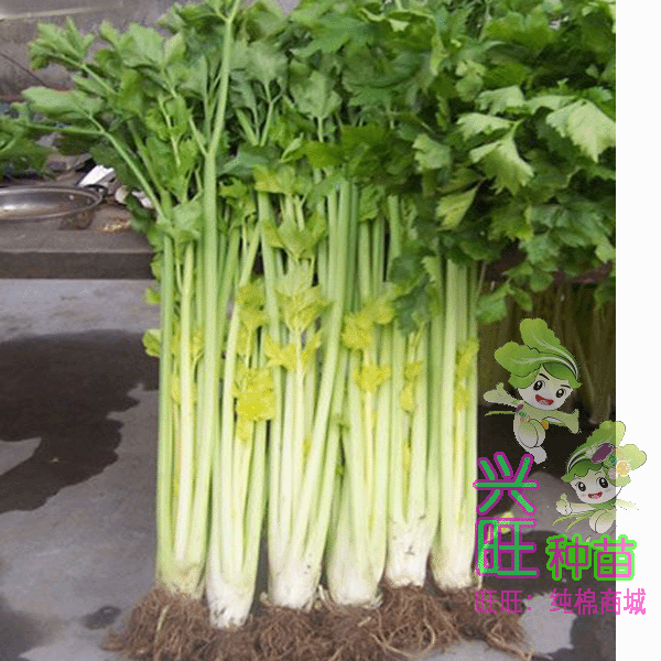 【金黄芹菜】特色黄芹种子 心叶蛋黄色 纤维少 香脆微甜芹菜 丰产