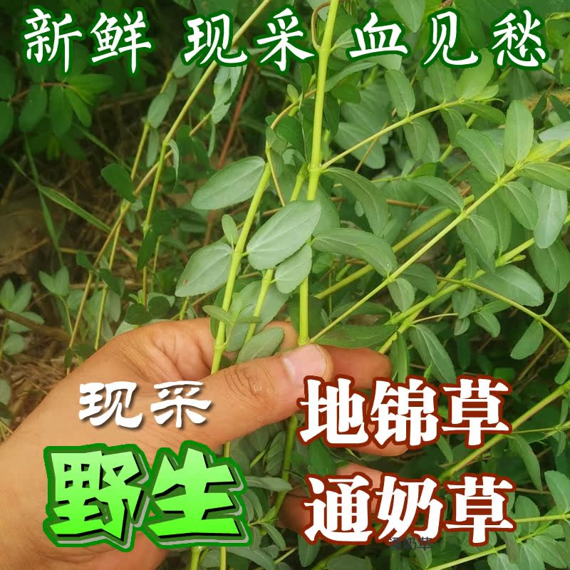 现采野生新鲜地锦草奶浆草铺地红血见愁奶汁草卧蛋草中草药材