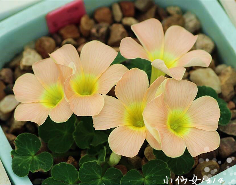 入店必买 oxalis obtusa ob blush脸红 秋植酢浆草种球 小仙女家