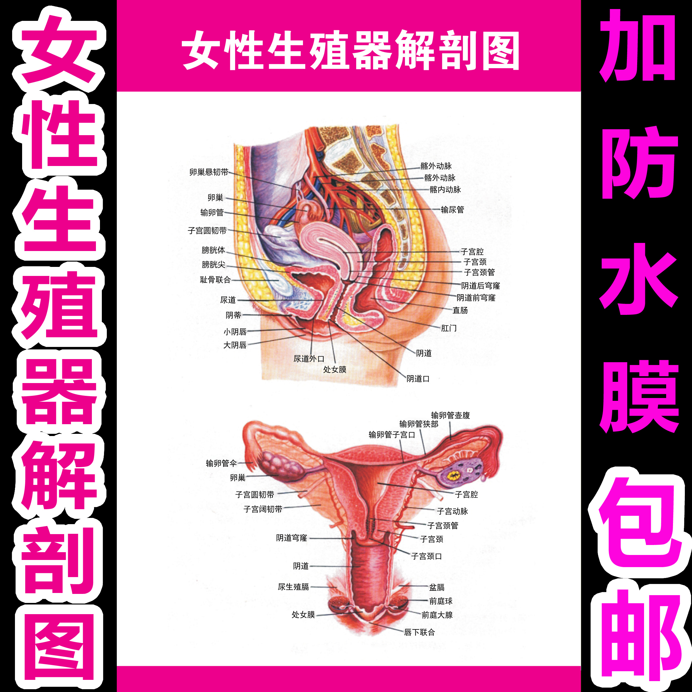 男女泌尿生殖器解剖图宣传海报 女性生殖系统挂图 医院医学墙贴画