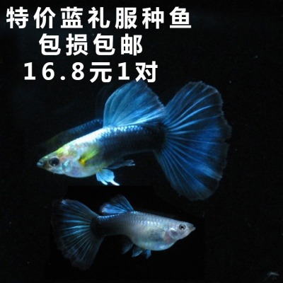 水族孔雀鱼活体蓝礼服纯种大背大尾凤尾鱼热带观赏鱼淡水孕母包邮