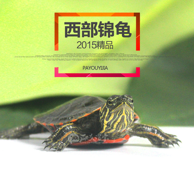 进口西锦龟苗活体西锦龟东锦龟火焰龟深水龟地图龟2017年新苗全品